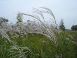 Смотреть изображение Miscanthus sacchariflorus