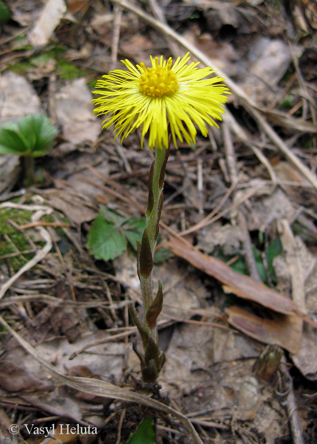 Image of Tussilago farfara specimen.