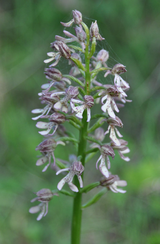 Image of Orchis purpurea ssp. caucasica specimen.