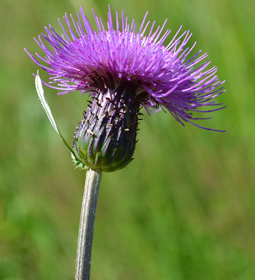 Изображение особи род Cirsium.