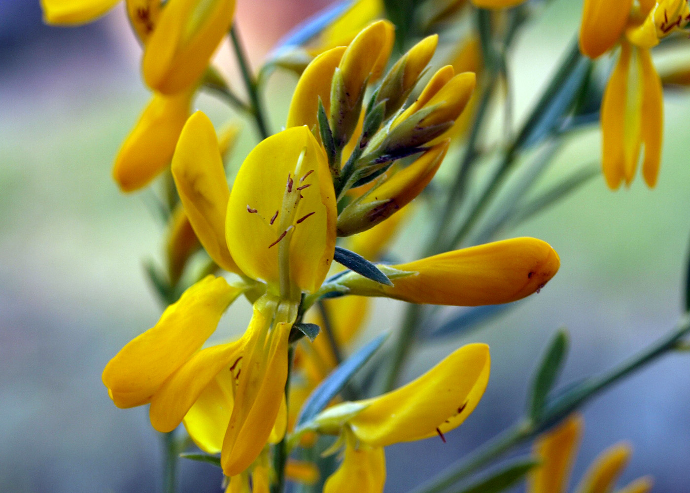 Image of Genista tinctoria specimen.