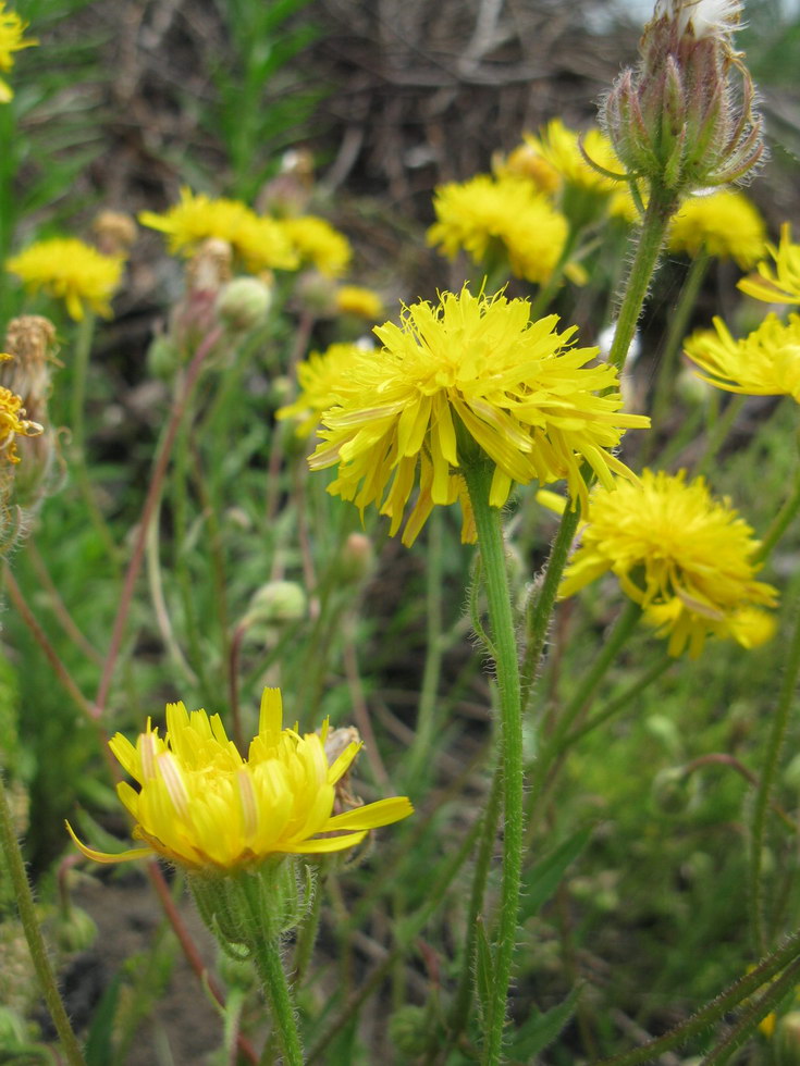 Изображение особи Crepis rhoeadifolia.