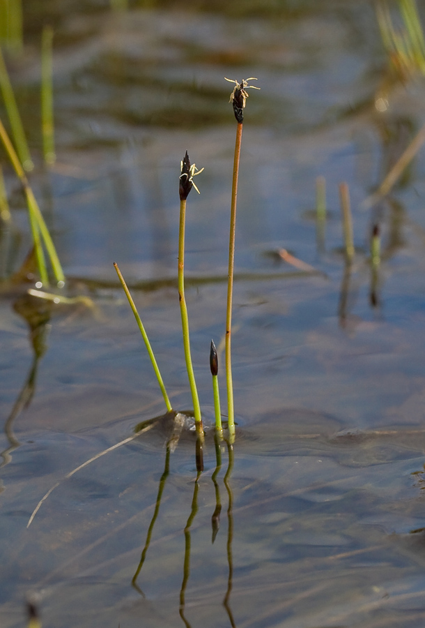 Image of Eleocharis septentrionalis specimen.