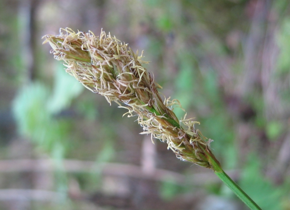 Изображение особи Carex appropinquata.