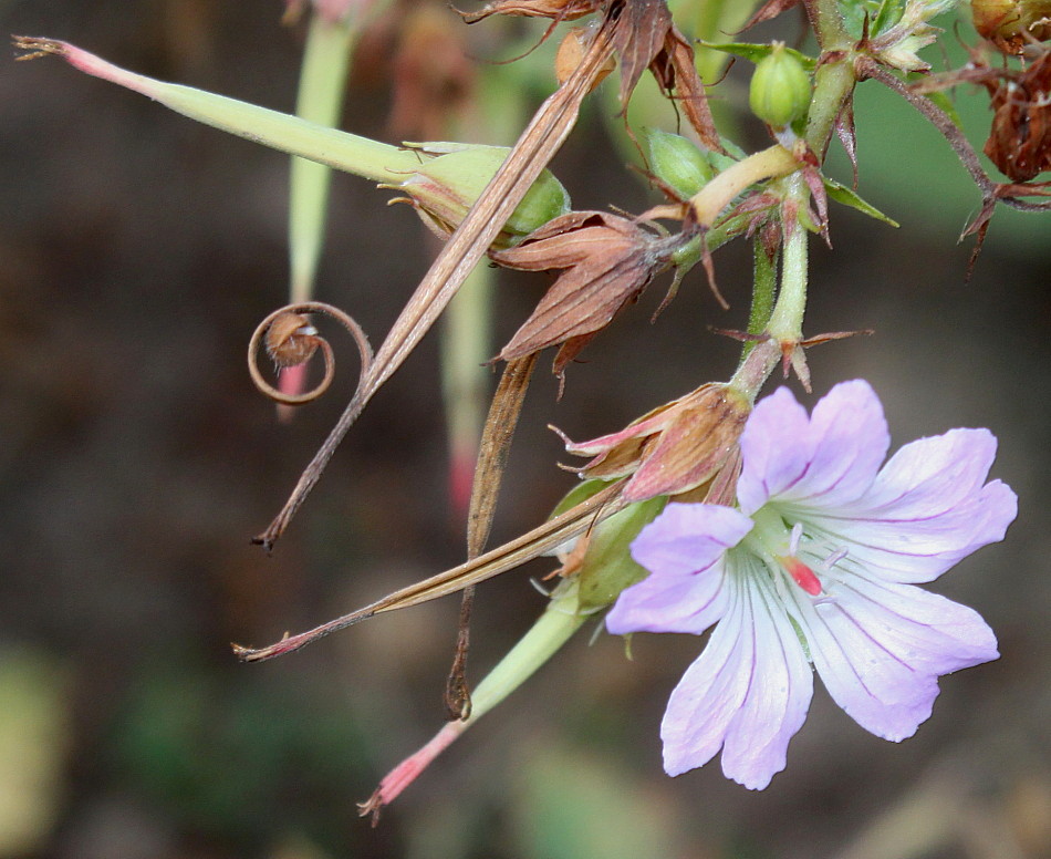 Image of Geranium nodosum specimen.