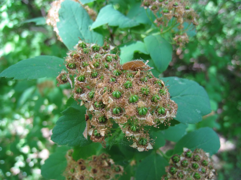 Image of Spiraea chamaedryfolia specimen.