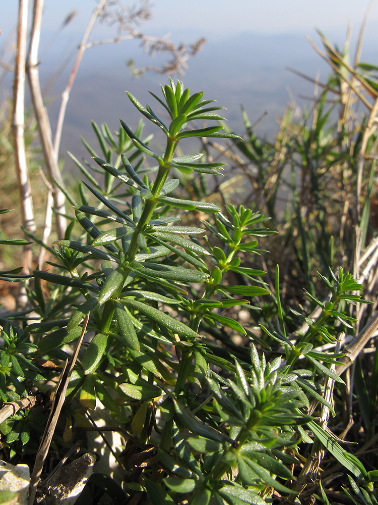 Изображение особи род Galium.