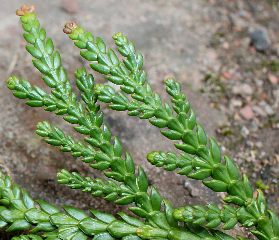 Image of Thujopsis dolabrata specimen.