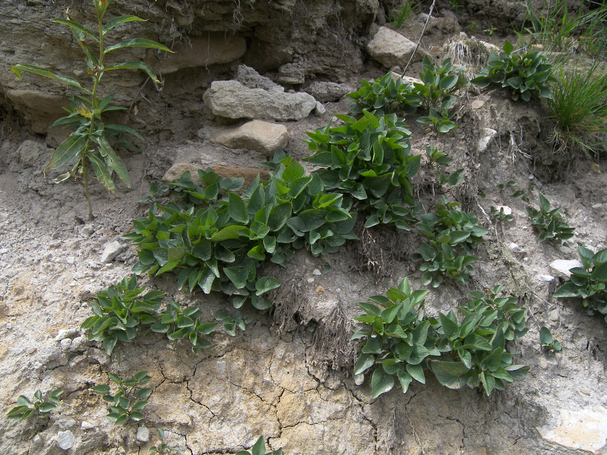 Image of Viola sieheana specimen.