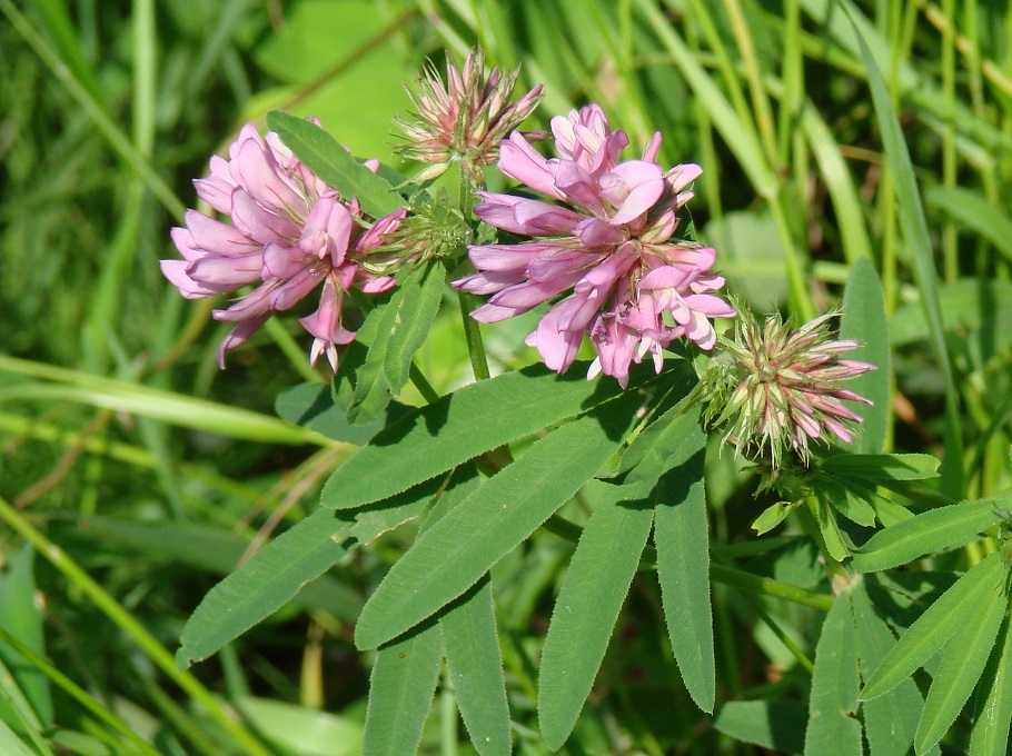 Image of Trifolium lupinaster specimen.