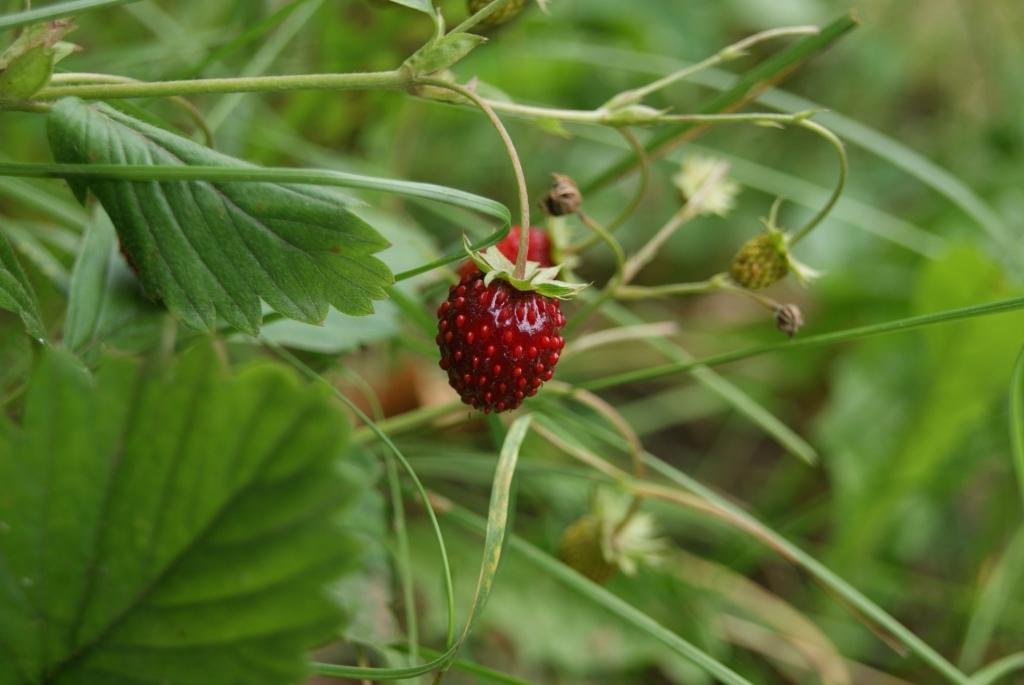 Изображение особи Fragaria vesca.