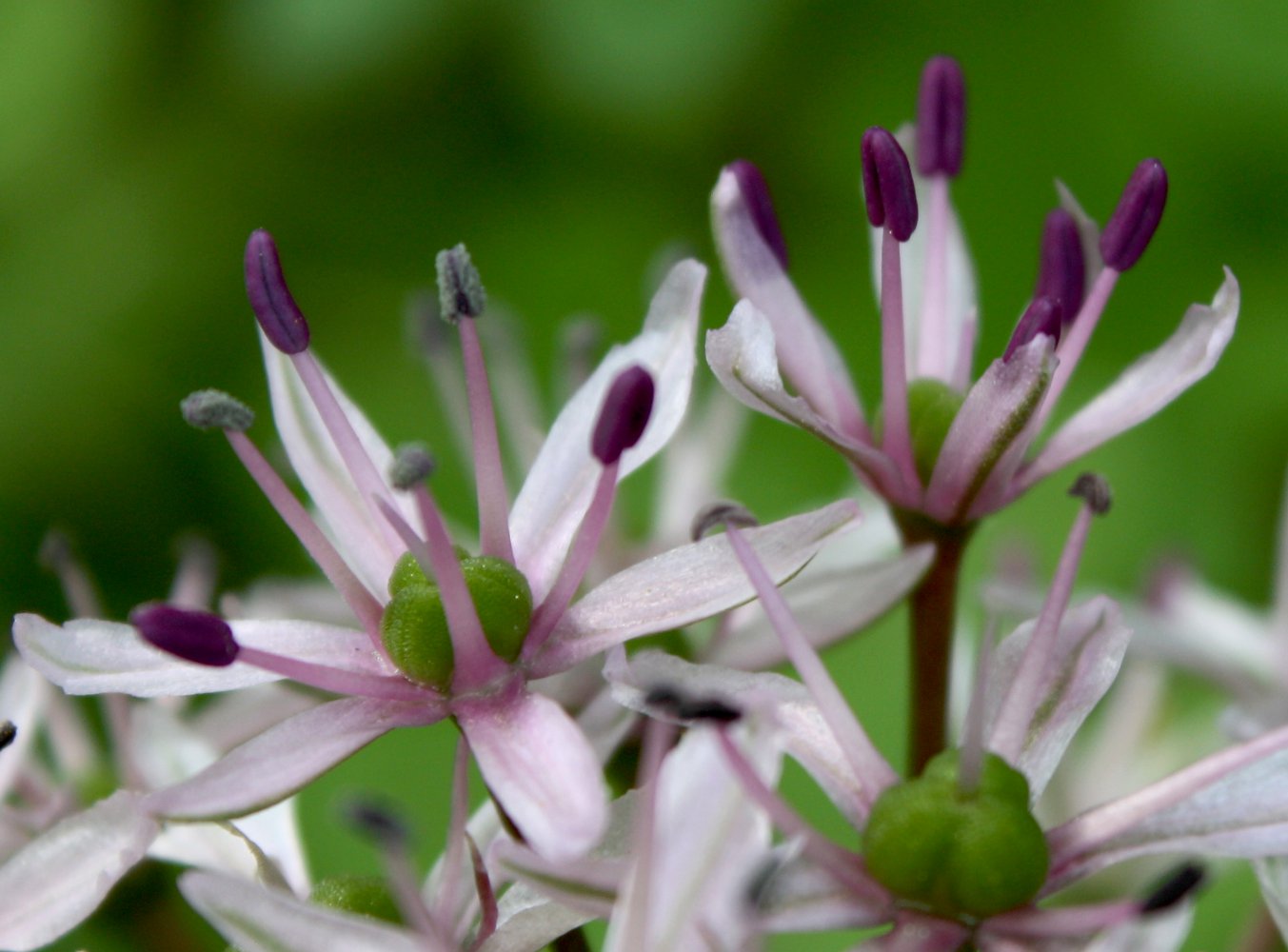 Image of Allium tel-avivense specimen.