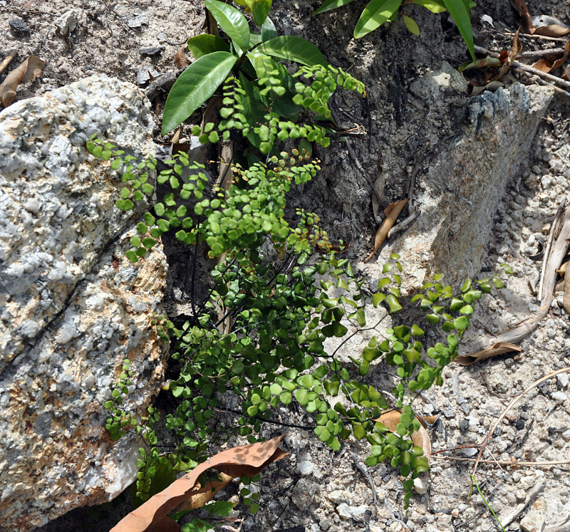 Image of Adiantum stenochlamys specimen.