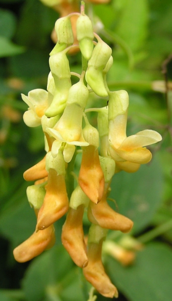 Image of Lathyrus davidii specimen.