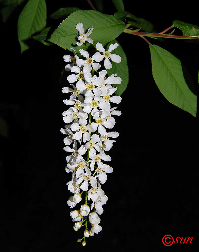 Image of Padus avium specimen.