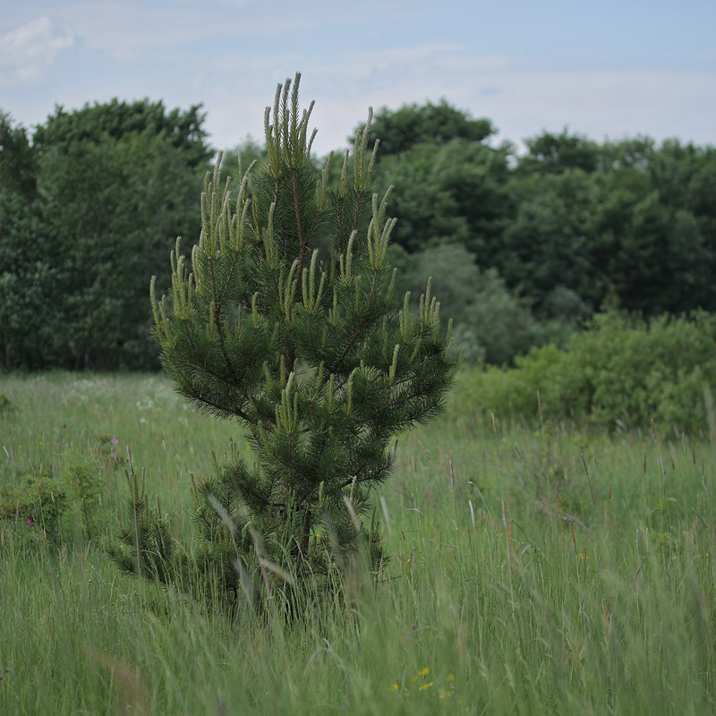 Image of Pinus sylvestris specimen.