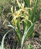 Iris halophila. Цветущее растение. Восточный Казахстан, Уланский район, окр. с. Украинка. 02.06.2012.