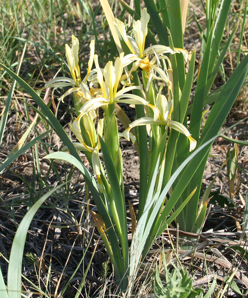 Image of Iris halophila specimen.