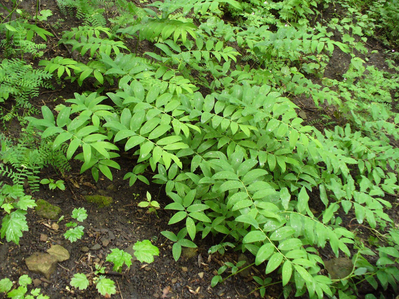 Image of Polygonatum multiflorum specimen.