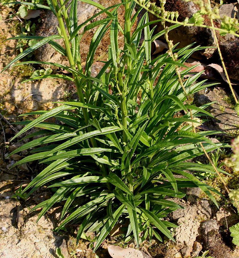 Изображение особи Campanula persicifolia.