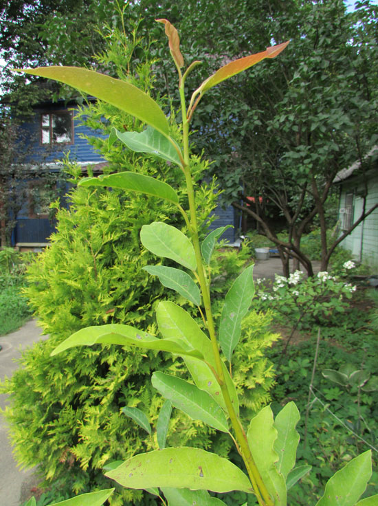 Image of Magnolia salicifolia specimen.