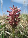 Pedicularis alberti. Цветущее растение. Казахстан, Сев. Тянь-Шань, Заилийский Алатау, ущ. Каскелен. 22 апреля 2014 г.