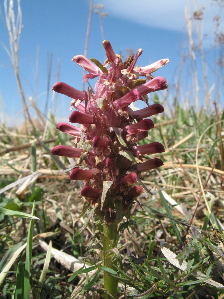 Image of Pedicularis alberti specimen.