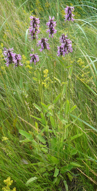 Image of Betonica officinalis specimen.