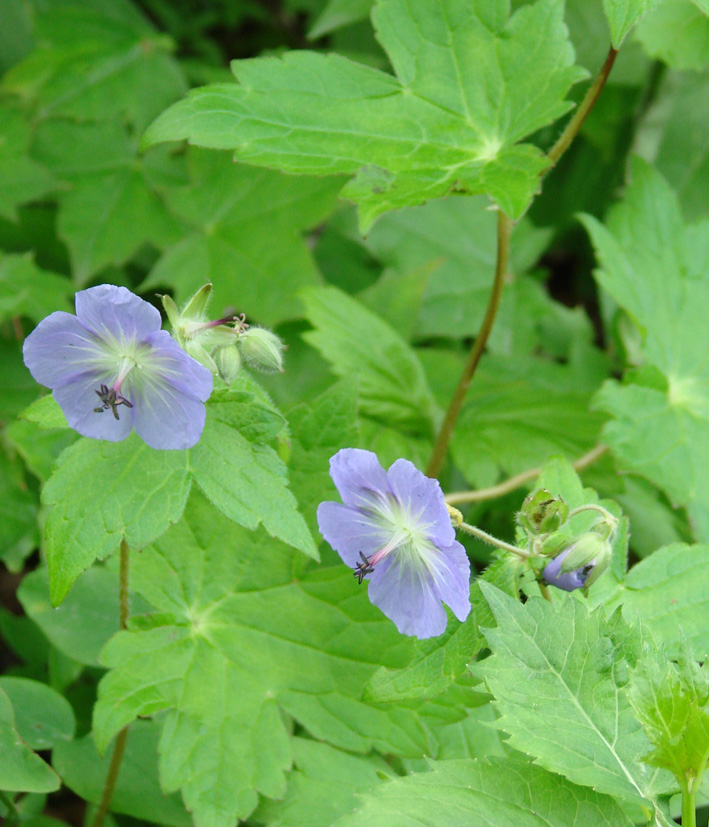 Image of Geranium platyanthum specimen.