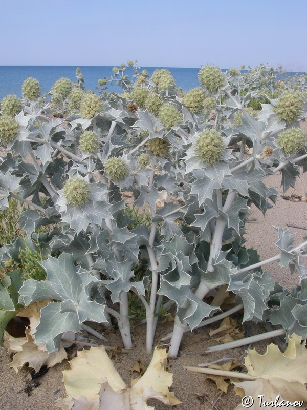 Изображение особи Eryngium maritimum.