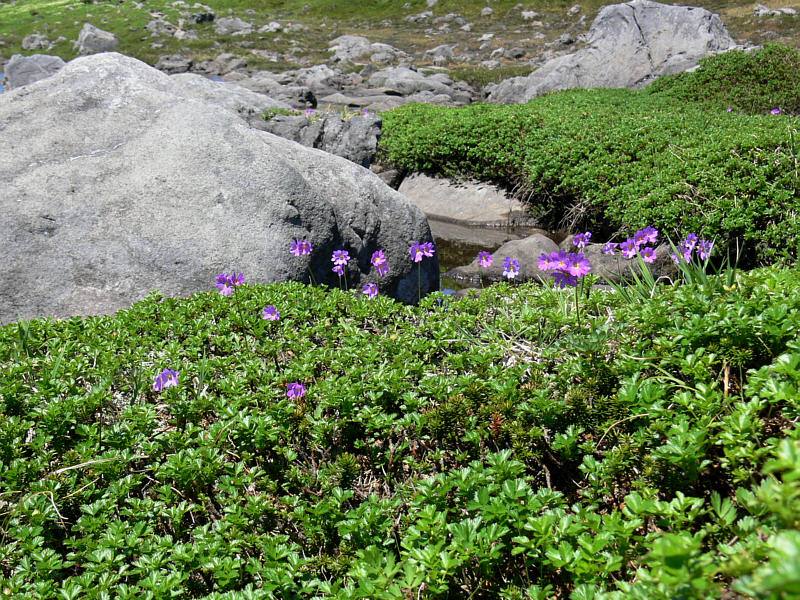 Изображение особи Primula cuneifolia.