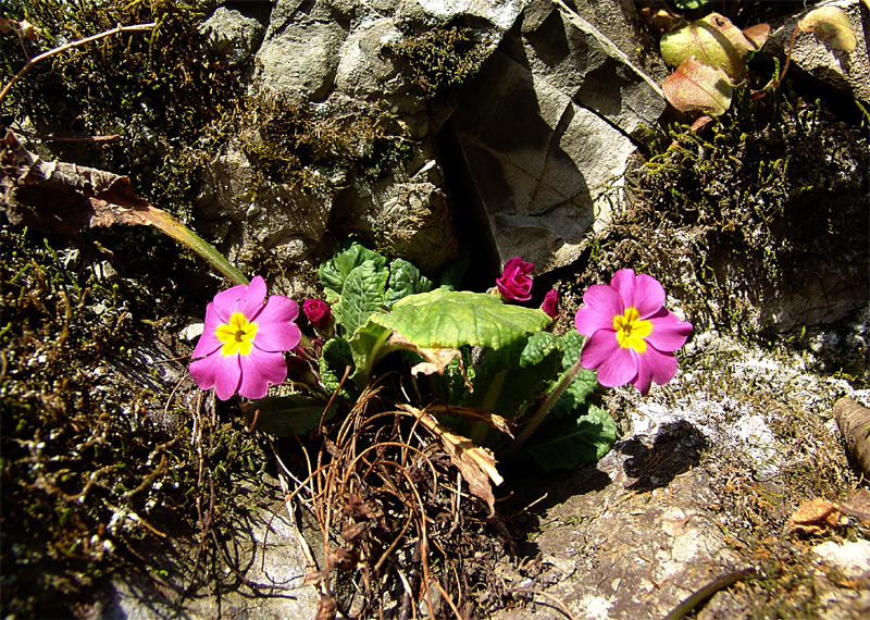 Image of Primula vulgaris specimen.