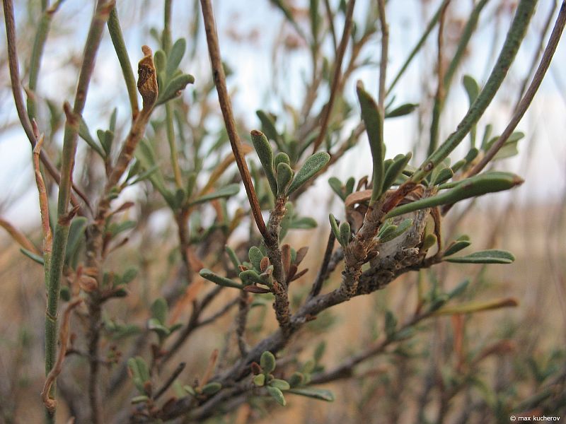 Image of Limonium suffruticosum specimen.