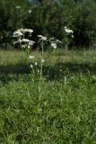 Erigeron annuus