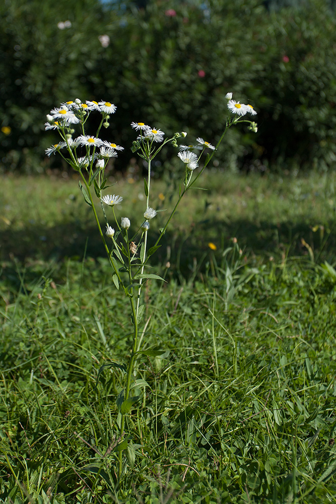 Image of Erigeron annuus specimen.