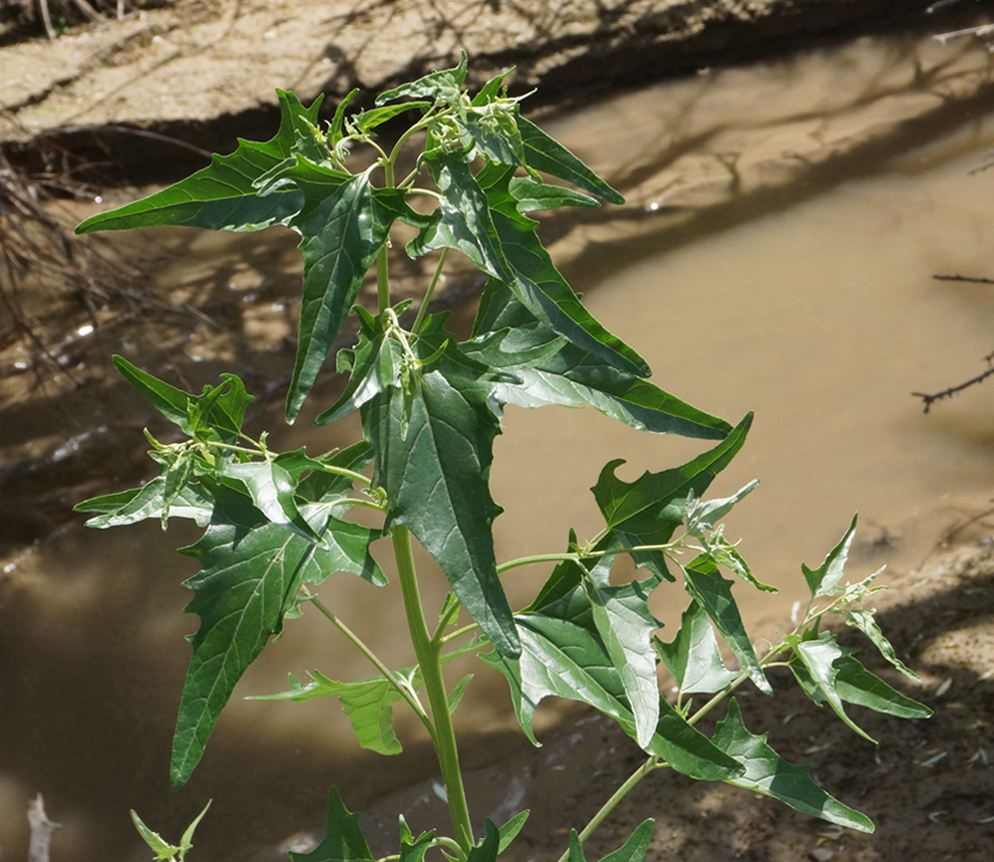 Изображение особи Atriplex sagittata.