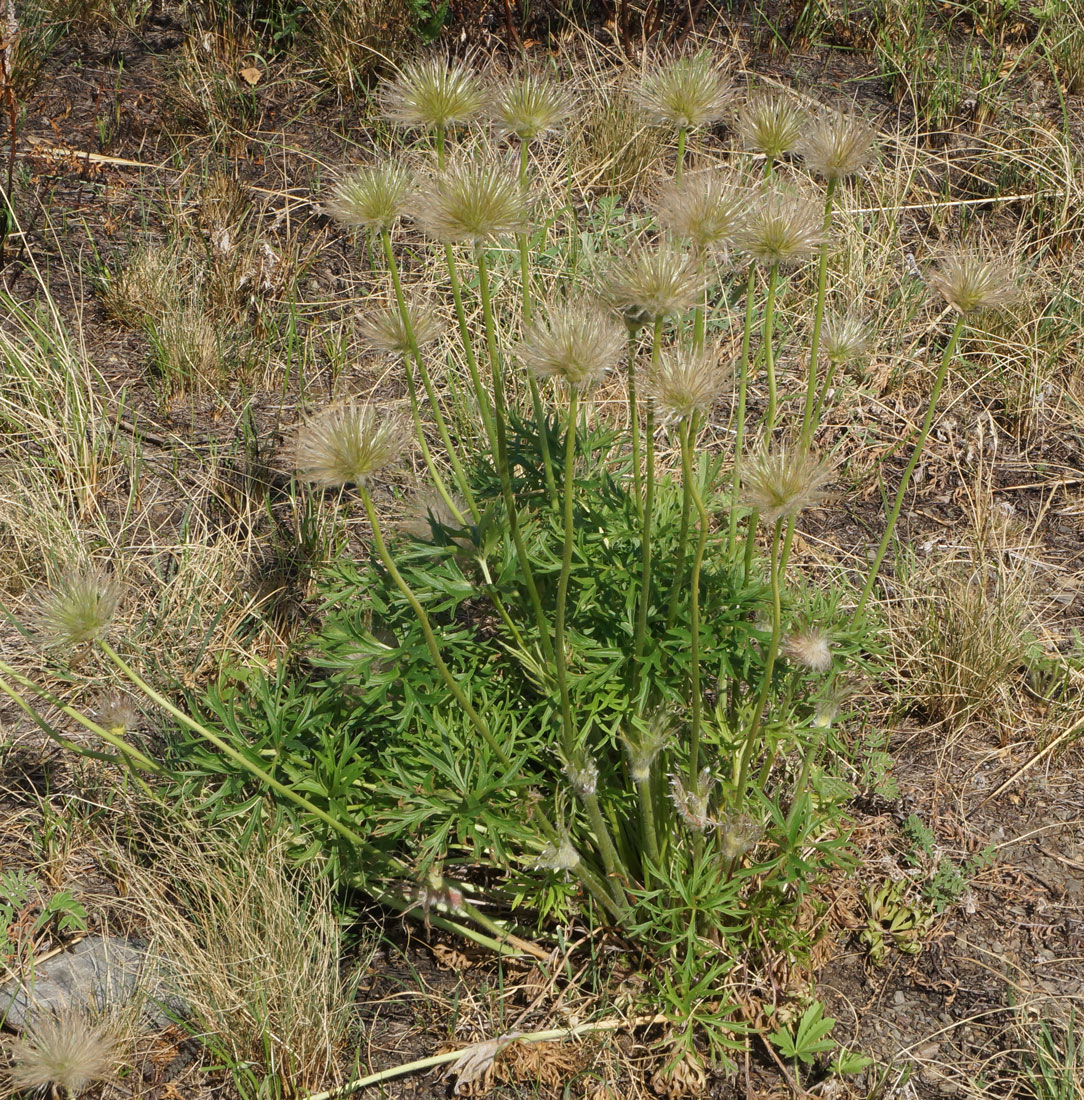 Image of Pulsatilla multifida specimen.