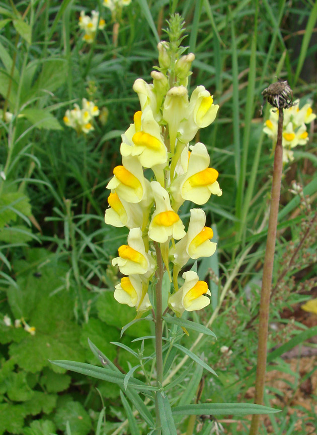 Изображение особи Linaria acutiloba.