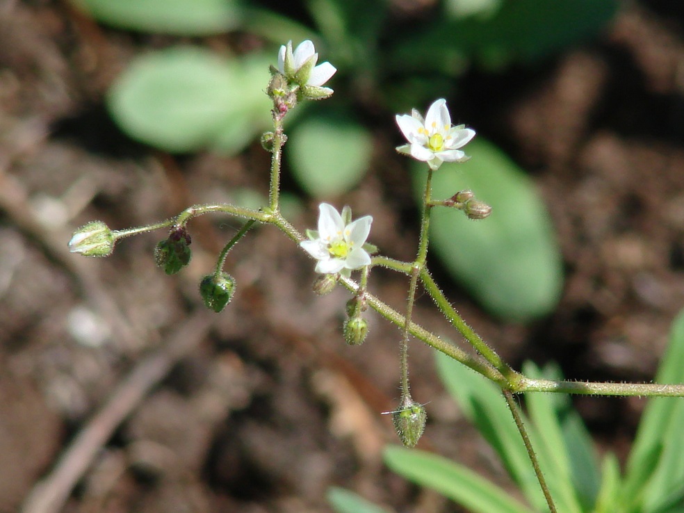 Изображение особи Spergula arvensis.