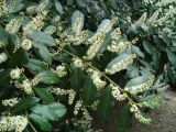 Lauro-cerasus officinalis. Ветвь с соцветиями. Краснодарский край, г. Сочи, Центральный р-н, в культуре. 25.03.2016.