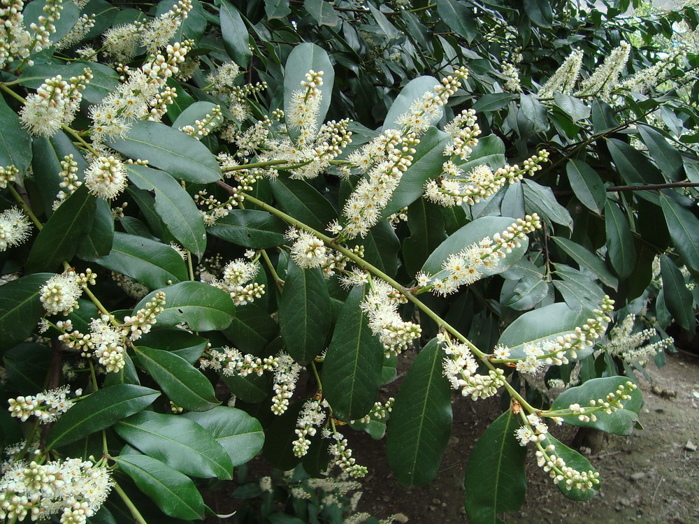 Image of Lauro-cerasus officinalis specimen.