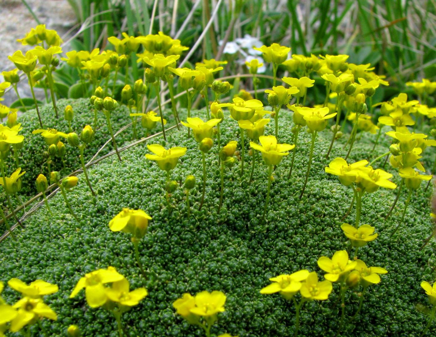 Изображение особи Draba bryoides.