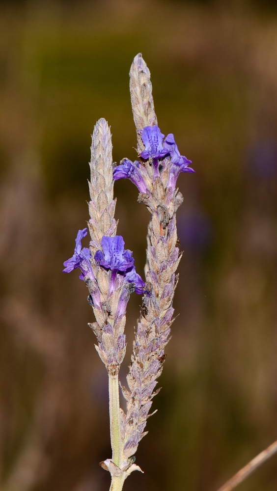 Image of Lavandula multifida specimen.