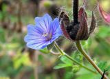 Geranium bohemicum. Цветок и плод. Республика Адыгея, Майкопский р-н, ок. 3 км к северу от пос. Гузерипль, южный склон горы Казачья, выс. ок. 1200 м н.у.м., в смешанном лесу (пихта, сосна, дуб) после пожара. 23.07.2016.