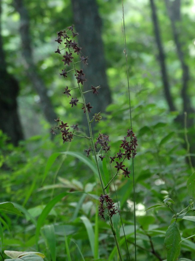 Image of Veratrum maackii specimen.