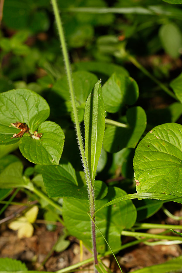 Image of Pilosella caespitosa specimen.