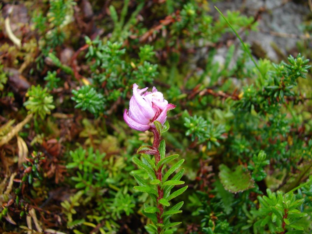 Image of Phyllodoce caerulea specimen.