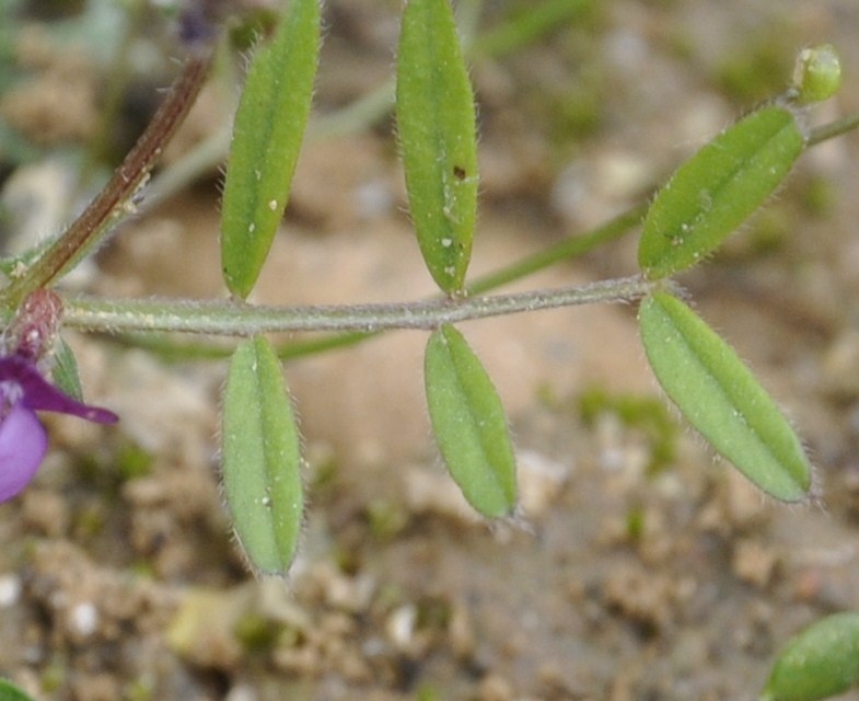 Image of Vicia lathyroides specimen.