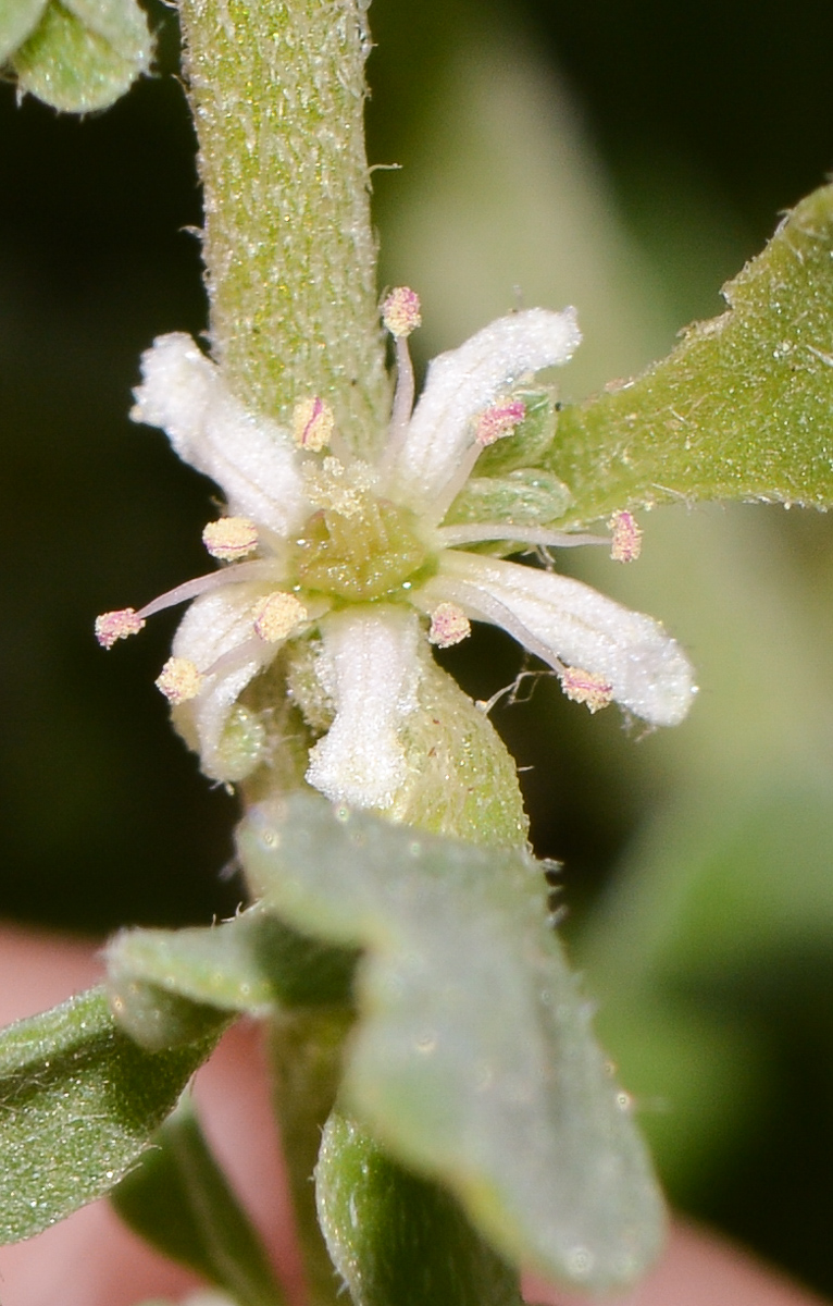 Изображение особи Galenia pubescens.