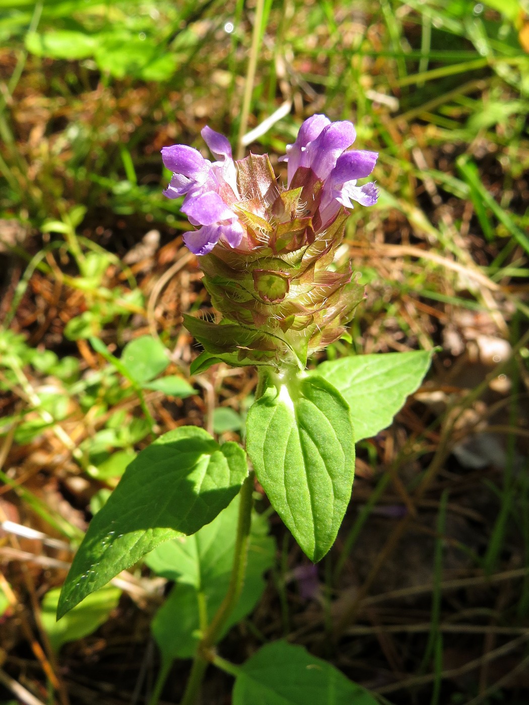 Изображение особи Prunella vulgaris.